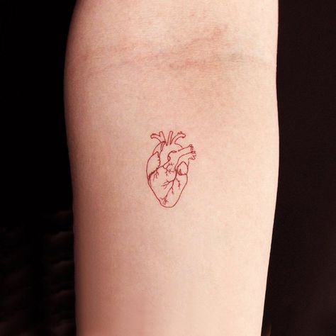 Human Heart Tattoos For Women, Red Human Heart Tattoo, Anatomical Heart Line Tattoo, Fine Line Red Heart Tattoo, Anatomical Heart Tattoo Color, Human Heart Tattoo, Heart Organ, Human Heart, Fine Line Tattoos