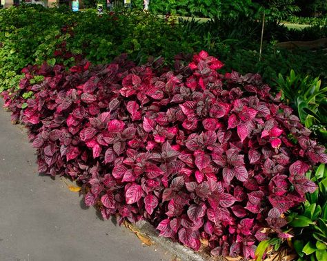 bloodleaf iresine herbstii - Google Search Iresine Plant, Purple Heart Plant Landscaping, Plant With Purple Leaves, Iresine Herbstii, Avoca Beach, Woodland Garland, Purple Heart Vine Plant, Purple Heart Plant, Full Sun Perennials