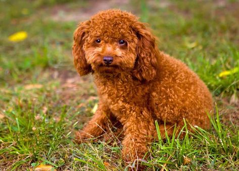 9 Most Popular Curly-Haired Dog Breeds (With Pictures) – HairstyleCamp Curly Haired Dog, Curly Dog, Spanish Water Dog, Irish Water Spaniel, Curly Coated Retriever, Strongest Animal, Dog With Glasses, Brown Curly Hair, Portuguese Water Dog