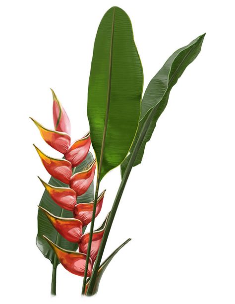 Heliconia Flower Drawing, Heliconia Drawing, Heliconia Tattoo, Heliconia Illustration, Heliconia Painting, Tropicalia Art, Tropical Plants Drawing, Botanical Library, Heliconia Plant