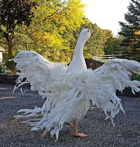 Sebastopol goose Geese Breeds, Sebastopol Geese, Farm Gardens, Great Friends, Farm Life, Animal Kingdom, Beauty And The Beast, Farm Animals, Beautiful Creatures