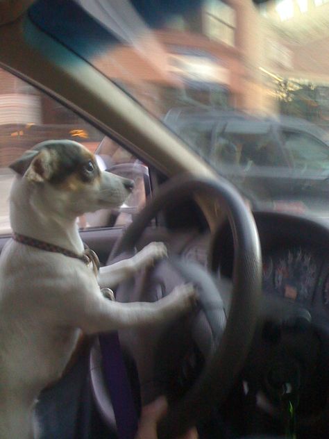 Driving! Spotify Playlist Covers Dog, Spotify Playlist Covers Aesthetic Drive, Driving Playlist Cover Funny, Driving Spotify Playlist Cover, Car Spotify Playlist Cover, Spotify Playlist Covers Sleep, Screaming In The Car Playlist Cover, Roadtrip Playlist Cover, Driving Reaction Pic