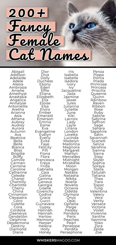 From Duchess and Persephone to Eloise, Diamond, Felicity and more, check out over 200 fancy female cat names right here! #fancy #catnames Fancy Surnames, Names For Chickens, Fancy Names, Cat Name Ideas, Names For Cats, Cat Symbolism, Girl Cat Names, Interesting Names, Unique Cat Names