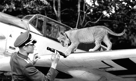 Franz von Werra, Luftwaffe pilot with his pet lion Simba-1 Man In Uniform, Pet Lion, Luftwaffe Pilot, Wwii Airplane, Ww2 History, German Soldiers Ww2, Military Pictures, Lion Cub, Battle Of Britain