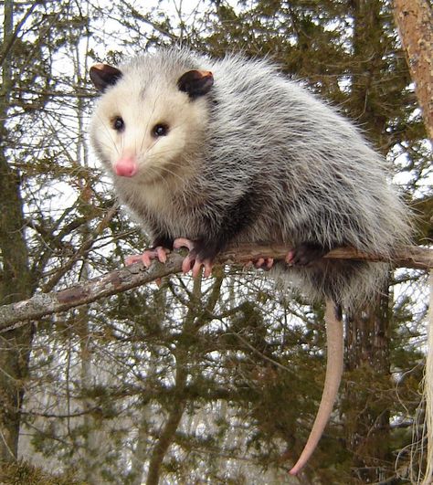 Nature Now! Awesome Opossum, Part 1 | Programs and Events Calendar Awesome Possum, Hxh Characters, Trash Panda, Silly Animals, Cute Little Animals, Creature Design, 귀여운 동물, Spirit Animal, Mammals