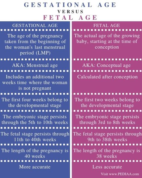 What is the Difference Between Gestational Age and Fetal Age Check more at https://in4arts.com/what-is-the-difference-between-gestational-age-and-fetal-age.html Conception Date, Gestational Age, Menstrual Period, Developmental Stages, What Is The Difference Between, Central Nervous System, Welcome Baby, Nervous System, The Age