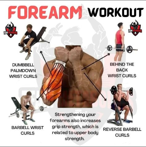 Strong Forearms, Beginner Gym Workout Routine, Forearm Workouts, Barbell Curls, Forearm Training, Workout Gym Routine, Gym Workout Guide, Workout Program Gym, Forearm Workout