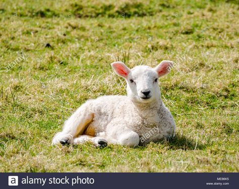 Download this stock image: West Linton, Scottish Borders, Scotland, United Kingdom, April 21st 2018.   Spring sunshine in the countryside, with a newborn lamb lying down in the sunshine in a field - ME86K5 from Alamy's library of millions of high resolution stock photos, illustrations and vectors. Lamb Lying Down, Grass Drawing, Scottish Borders, Spring Sunshine, Sheep And Lamb, Psalm 23, Art References, Pebble Art, The Sunshine