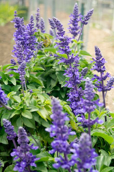 Victoria Blue Salvia Plants, Victoria Blue Salvia, Blue Salvia Plant, Playing The Blues Salvia, Blue Salvia, Salvia Flower, Salvia Garden, Purple Salvia, Salvia Plants