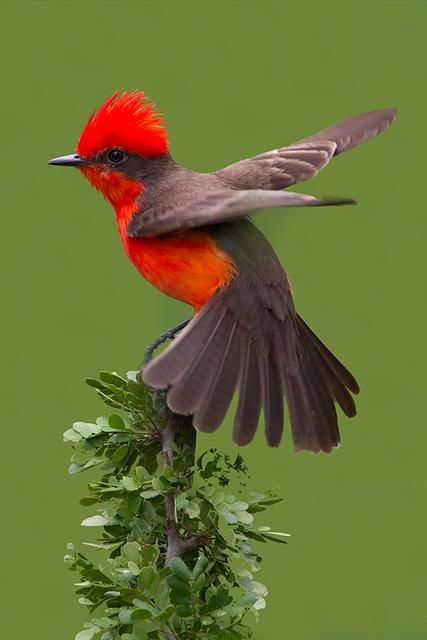 Vermilion Flycatcher, Kinds Of Birds, Bird Watcher, Nature Birds, Bird Pictures, Exotic Birds, Pretty Birds, Bird Photo, Alam Yang Indah