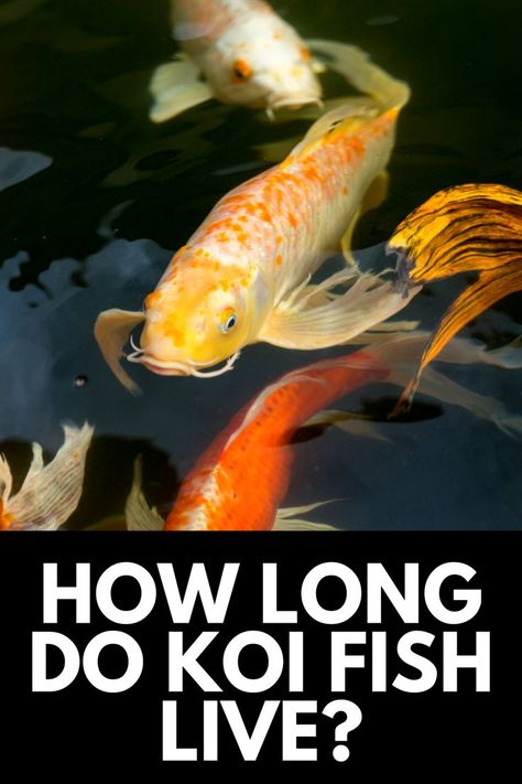 Koi Fish Aquarium, Koi Fish Care, Aesthetic Fishing, Tattoos Fish, Fish Quotes, Koi Pond Backyard, Aesthetic Fish, Fish Tank Ideas, Fish Aesthetic