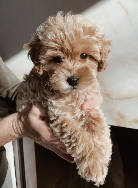 Cute Fluffy Puppies, Cute Small Dogs, Very Cute Puppies, Maltipoo Puppy, Cavapoo Puppies, Super Cute Puppies, Fluffy Puppies, Cute Animals Puppies, Very Cute Dogs