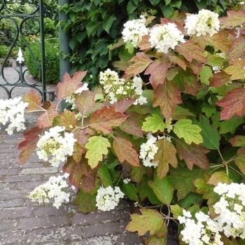 Oakleaf Hydrangea Landscape, Mediterranean Garden Design, Hydrangea Landscaping, Hydrangea Quercifolia, September Flowers, Painting The Roses Red, Oakleaf Hydrangea, Sunken Garden, Mediterranean Garden