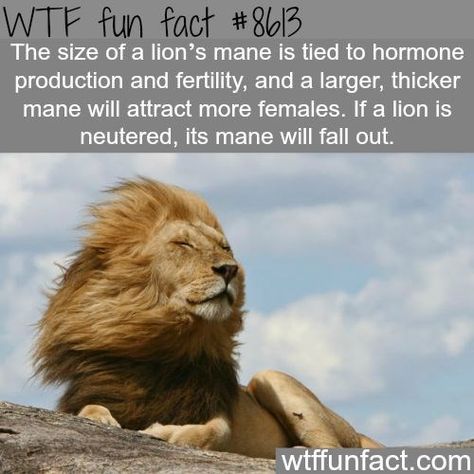 Funny Facts Mind Blowing, Lion Facts, Funny Baby Pictures, Unbelievable Facts, Lion Mane, Funny Dachshund, Animal Facts, Funny Dog Videos, A Lion