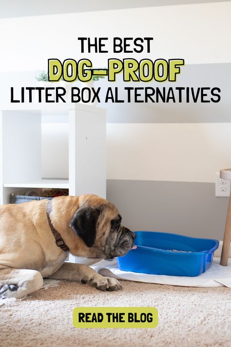 litter box alternative Dog Litter Box Ideas, Enclosed Litter Box Ideas, Dog Proof Litter Box Ideas, Dog Proof Litter Box, Litter Box Ideas, Dog Litter Box, Enclosed Litter Box, Toddler Proofing, Liter Box