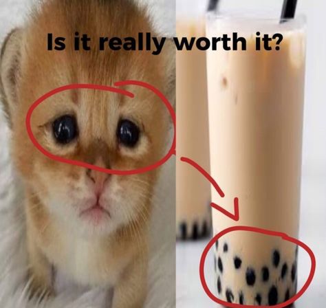 Is It Really Worth It, Funny Looking Cats, Ugly Cat, Cat Hacks, Silly Cats Pictures, Silly Images, Silly Animals, Silly Cats, Orange Cat