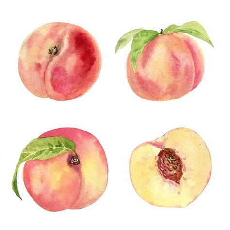 Fruit Slices Drawing, Ceramic Drawing, Watercolor References, Fruits Watercolor, Peach Drawing, Peach Painting, Peach Water, Peach Watercolor, Family Tree Art