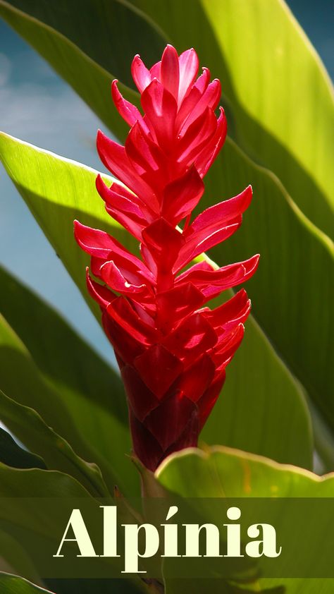 Backyard Vacation, Pool Plants, Bali Garden, Ginger Flower, Tropical Backyard, Line Flower, Ornamental Trees, January 19, Tropical Garden