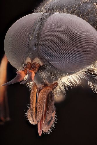 Tabanus bovinus | by andre de kesel Giant Horse, Textures In Nature, Types Of Bugs, Scale Skin, Micro Photography, Photography Macro, Under The Microscope, Horse Fly, Pet Blog