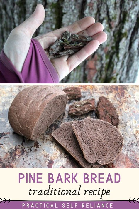 When you hear “eating tree bark” your mind probably jumps to a pretty dire survival situation, but historically that’s not the case. Bark, specifically pine bark and birch bark, have been used for centuries to flavor food and boost nutrition, even in times of plenty. This traditional Scandinavian pine bark bread recipe is easy to make with foraged pine or conifer bark! Tree Bark Recipe, Pine Tree Recipes, Edible Tree Bark, Forest School Snacks, Pine Bark Recipe, Tree Bark Crafts, Kitchen Witch Recipes, Wild Food Foraging, Foraging Recipes