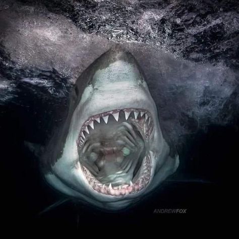 Scary Shark Pictures, Great White Shark Pictures, Creepy Ocean, Ocean Pfp, Scary Shark, Shark Wallpaper, Scary Ocean, Sharks Scary, Shark Photos