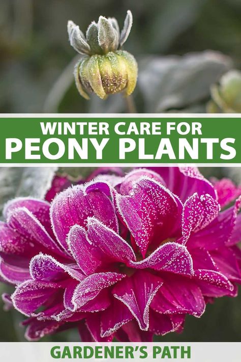 Winter Peonies, Landscaping Around The House, Companion Flowers, Harvest Lavender, Overwintering Plants, Perennial Flower Garden, Plant Research, Georgia Garden, Increase Curb Appeal