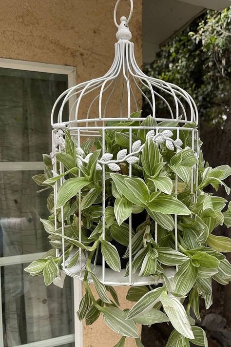 Bird Cage With Plant Inside, Bird Cage Planter, Birdcage Planter, Logo Garden, Plant Cages, Porch Plants, Succulent Garden Diy, Bird Cage Decor, Birdcages