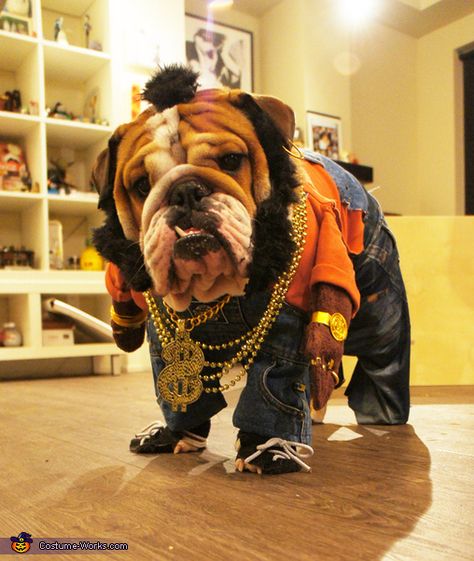 Mr T Doggie Dog - 2013 Halloween Costume Contest Bulldog Halloween Costumes, Bulldog Costume, Mr T, Bulldog Puppies For Sale, Cute Bulldogs, Pet Halloween Costumes, English Bulldog Puppies, Old English Bulldog, Funny Costumes