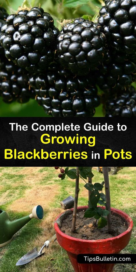 How To Grow Blackberries, Grow Blackberries, Plantarea Legumelor, Gemüseanbau In Kübeln, Blackberry Plants, Growing Blackberries, Berry Garden, Growing Fruit Trees, Sustainable Gardening