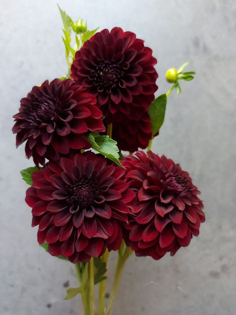 Dahlia Varieties, Dahlia Black, Burgundy Dahlia, Dahlia Bouquet, Forest Theme Wedding, Prom Flowers, Wedding Flower Inspiration, Burgundy Flowers, Dahlia Flower