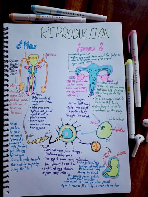 Reproductive System Nursing Notes, Female Reproductive System Notes, Reproductive System Notes, Reproductive System Project, Male And Female Reproductive System, Notes For Biology, Female Reproductive System Anatomy, Biology Corner, Occupational Therapy Schools