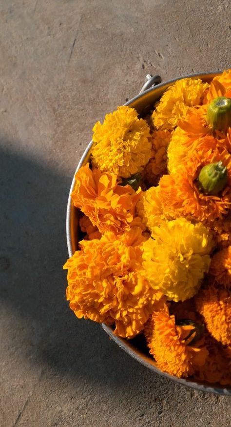 Onam Flowers Aesthetic, Genda Phool Aesthetics, Onam Aesthetic Pics, Onam Pictures Aesthetic, Marigold Aesthetic Wallpaper, Onam Aesthetics, Vaishnavi Core, Mandir Snap, Desi Flowers