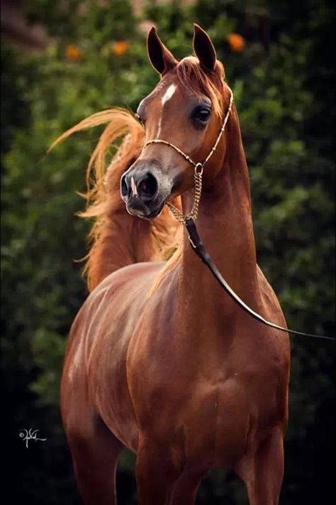 . Cai Arabi, Brown Horses, Horse Arabian, Beautiful Arabian Horses, Most Beautiful Horses, Most Beautiful Animals, Majestic Horse, Horses And Dogs, Brown Horse