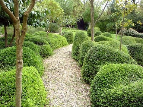 Lonicera nitida cloud pruned Coastal Planting, Box Hedges, Lonicera Nitida, Architectural Plants, Topiary Plants, Dry Garden, Garden Maintenance, Formal Gardens, Creative Gardening