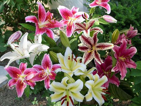 Site selection is the most important aspect when planting an Oriental Lily. Choose a location that is in full sun when growing Oriental Lilies. These bulbs cannot tolerate boggy soil, which means their planting bed should be tested for drainage and amended prior to installing the bulbs. Incorporate... Growing Lilies, Summer Bulbs, Lily Garden, Fragrant Garden, Lily Bulbs, Easter Lily, Flowers Ideas, Flower Landscape, Fragrant Flowers