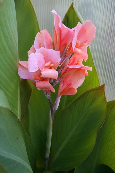 Canna Lily Landscaping, Arid Garden, Canna Flower, Canna Lilies, Urban Garden Design, Indoor Flowering Plants, Canna Lily, Succulent Garden Diy, Theme Nature