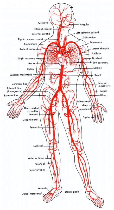 major arteries of body - Ecosia - Images Healthy Life Tips, Tips For Good Health, Coffee Extract, Green Coffee Bean Extract, Doctor Advice, Cholesterol Diet, Health Care Tips, Healthy Diet Tips, Green Coffee Bean