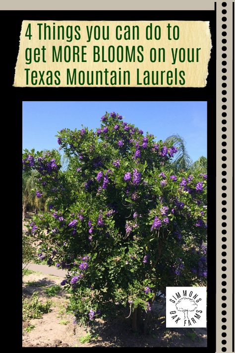 Mountain Laurel Landscaping, Texas Mountain Laurel Landscaping, Central Texas Backyard Landscaping, Texas Mountain Laurel Tree, Texas Native Trees, Texas Hill Country Landscaping, South Texas Landscaping, Mountain Laurels, Bed Plants