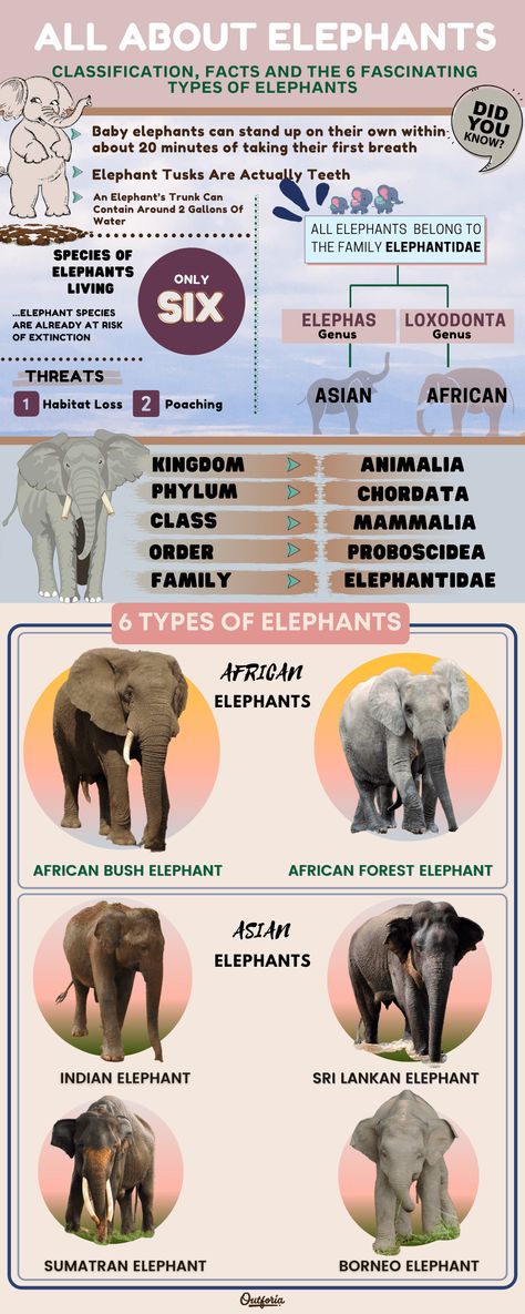 Elephants are one of the most stunning mammals on Earth. Known for their keen memory and sociable behavior, these gentle giants are among the world’s most charismatic species. In this article, we introduce you to the 6 types of elephants that currently roam the planet. We’ll also discuss the many extinct types of elephants and offer up some superb fun facts to help you learn more about these fascinating creatures. Elephant Facts For Kids, Types Of Elephants, Elephant Symbolism, Sri Lankan Elephant, Elephant Species, All About Elephants, African Forest Elephant, Elephant Facts, African Bush Elephant