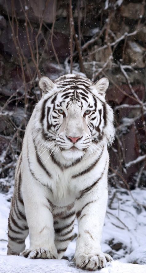 Tigers Wallpaper, Snow Tiger, Tiger Photography, White Tigers, Wild Animal Wallpaper, Tiger Artwork, Tiger Wallpaper, Tiger Love, Amazing Animal Pictures