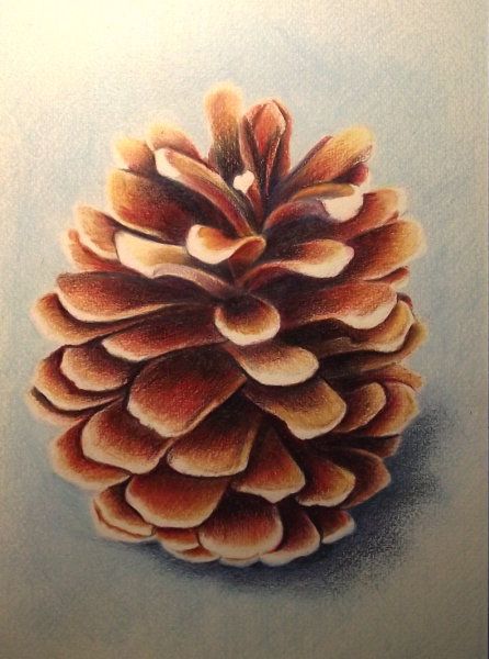 Pine Cone - color pencil Color Pencil Sketch, Pine Cone Art, Prismacolor Art, Pencil Drawing Tutorials, Colored Pencil Artwork, 강아지 그림, Pencil Painting, Colored Pencil Techniques, Pencil Art Drawings