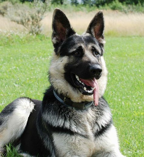 Every Dog Breed, German Shep, German Shepards, Horses And Dogs, Water Dog, Eastern European, Dog Sledding, German Shepherds, German Shepherd Dogs