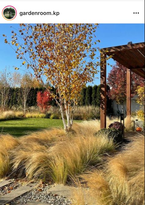 Betula Pendula, Specimen Trees, Grasses Garden, Home Landscaping, Park Homes, Autumn Garden, Nurseries, 100 000, Himalayan