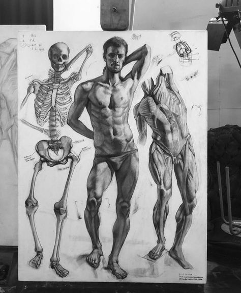 Human Figure Sketches Anatomy, Human Anatomy Illustration, Constructive Drawing, Artistic Anatomy, Interracial Art, Anatomy Illustration, Human Anatomy For Artists, Florence Academy Of Art, Human Figure Sketches