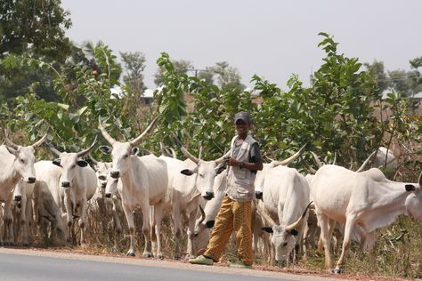 Fulani Herdsman & Cattle | Nigeria | #JujuFilms #Cattle #Herdsman #Nigeria #Fulani Cattle Rearing, State Government, Government, The Globe, Cow, Forest, Animals, White