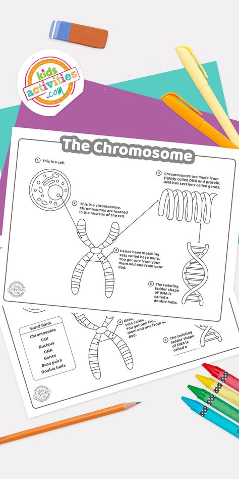 Dna Worksheet, Genetics Activities, Dna Activities, Free Science Worksheets, Science Pins, Dna Project, Biology Worksheet, Biology Classroom, Reading Comprehension Lessons