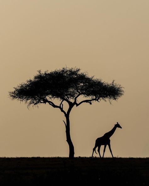 Giraffe In Savannah, Serengeti Aesthetic, Africa Aesthetic Art, Savannah Aesthetic, Giraffe Aesthetic, Savannah Tree, Safari Aesthetic, Africa Aesthetic, Africa Sunset