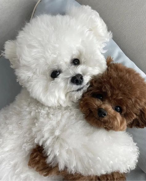 Toy Poodle White, Teacup Bichon Frise, Poodle Puppy White, Cute Puppy Photos, Bichon Frise Puppy, Toy Poodles, Cute Horse Pictures, Funny Puppy, Poodle Puppies