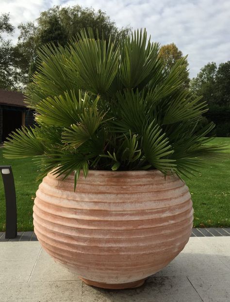 Italian Terracotta Pots, Large Terracotta Planters, Italian Terra Cotta Pots, Tiered Plant Stand Indoor, Terra Cotta Pots Garden, Large Terracotta Pots, Cactus House Plants, Front Yard Plants, Planter Project