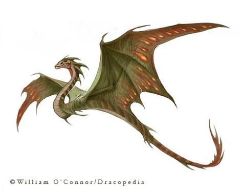 oddityball: “ land-of-shitposts-and-sads: “ thegmsighs: “ It has come to my attention that many people mistake wyverns for dragons, so here’s a post to help you remember Dragon: 4 legs, 2... Dragon Medieval, Types Of Dragons, Mythological Animals, Medieval Dragon, Dragon Sketch, Cool Dragons, Dragon Pictures, Mythical Creatures Art, Mythological Creatures